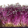 How to grow your own microgreens part 2 - Homegro Depot