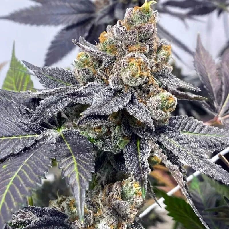 indoor godfather og plant Godfather OG – Homegro Depot