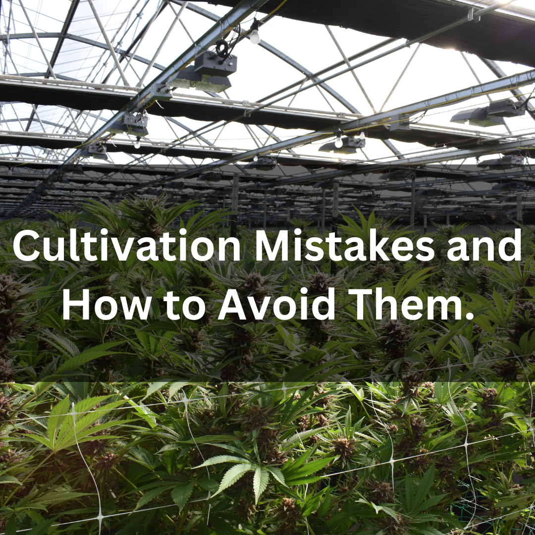 Top 5 Mistakes to Avoid in Hydroponic Cannabis Cultivation