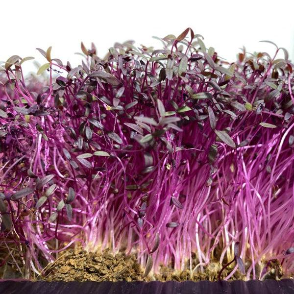 How to grow your own microgreens part 2 - Homegro Depot