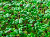 How you grow microgreens using only a few products - Homegro Depot