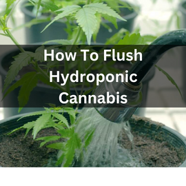 how to flush cannabis