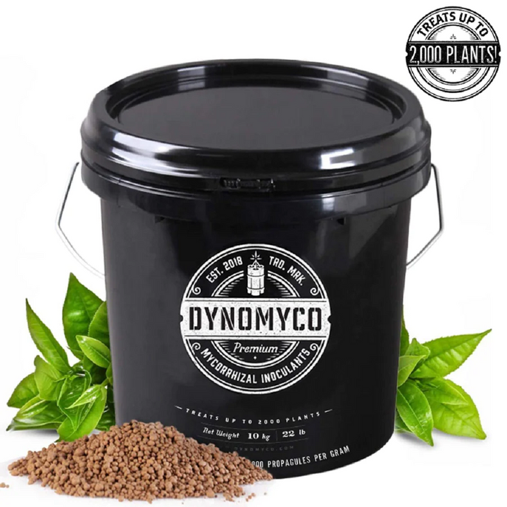 Mycorrhizae