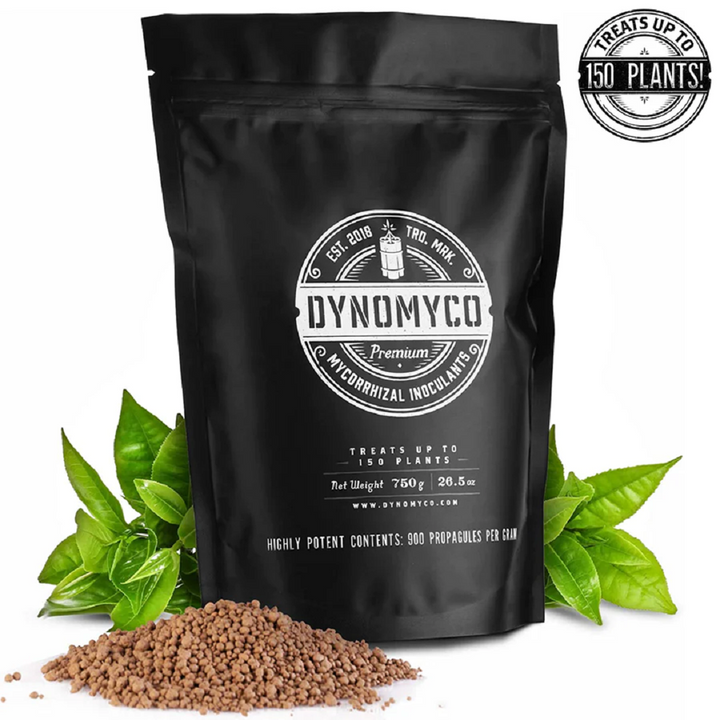 Mycorrhizae