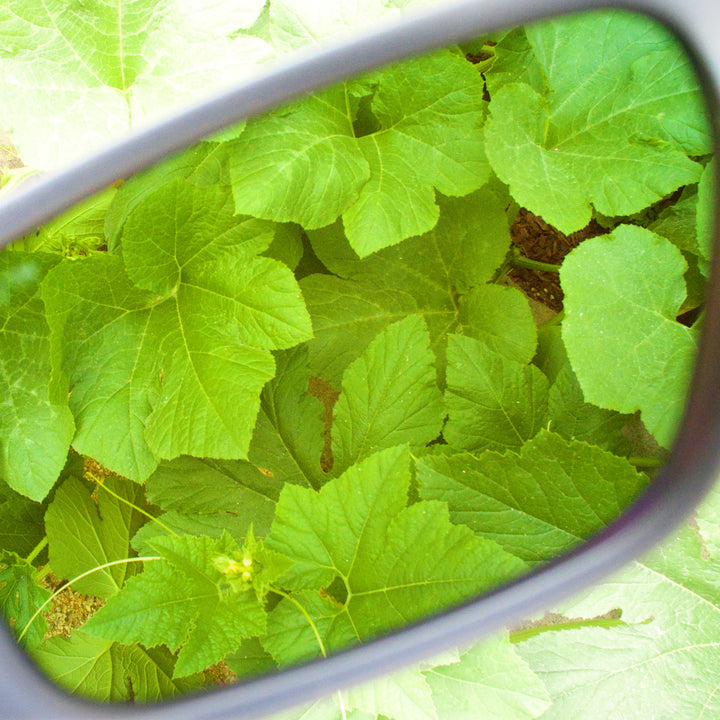 method seven growroom lenses 