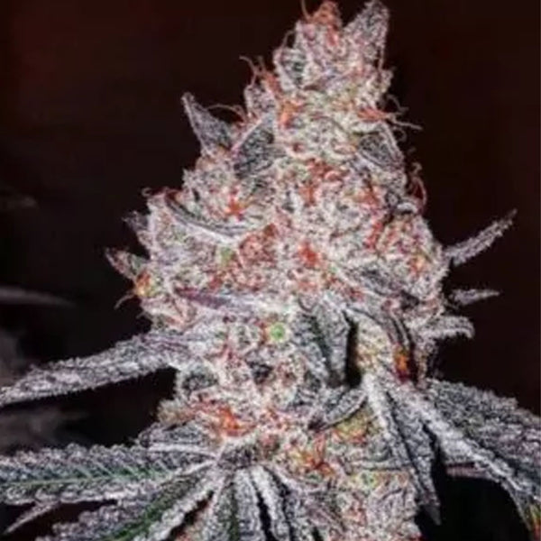 Atomic Jelly - In House Genetics