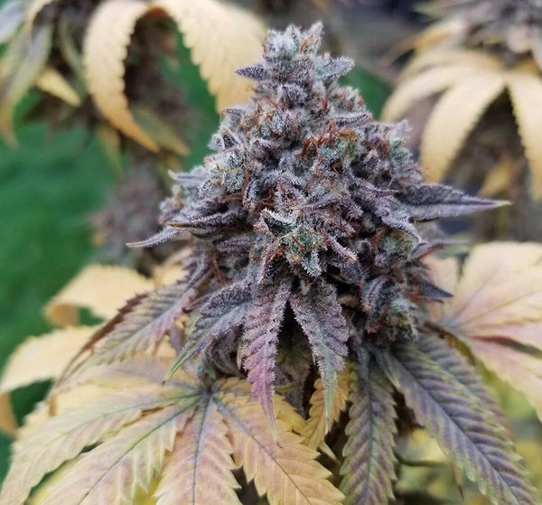 Da Big O – FreeWorld Genetics