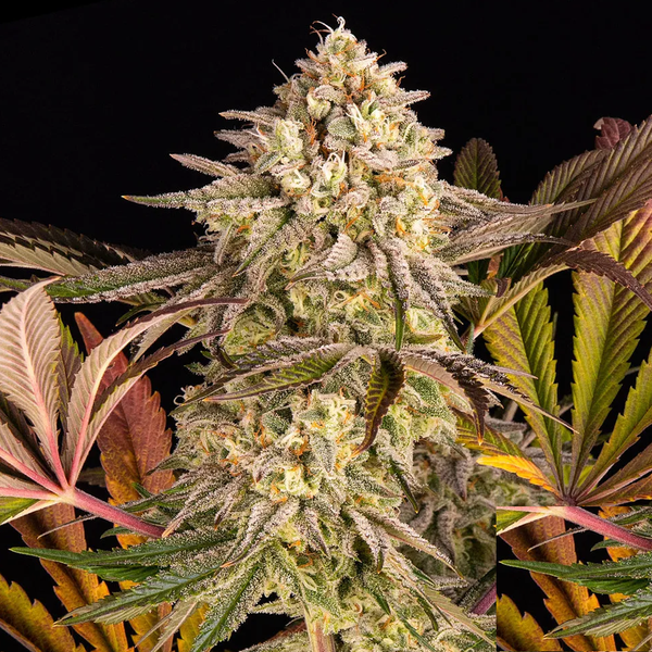 Blue Sunset Sherbert - Barneys Farm