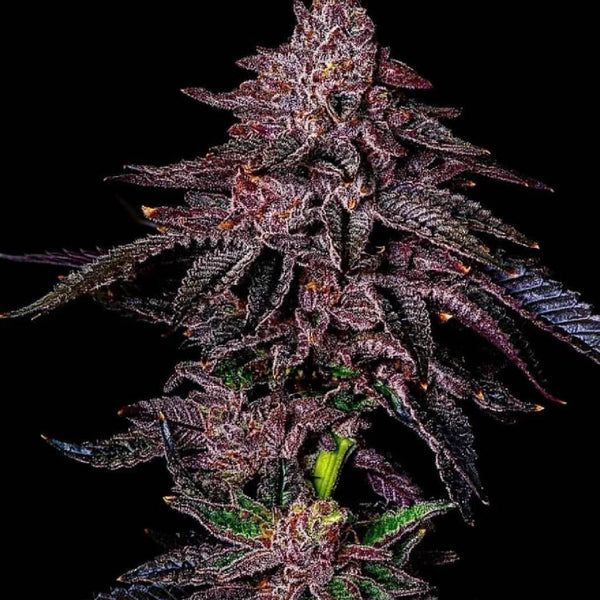 Candy Rain × Apple Mints Clone – Tiki Madman