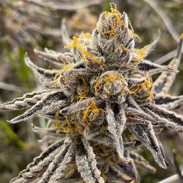 Apple Banana Candy Clone – LIT Farms