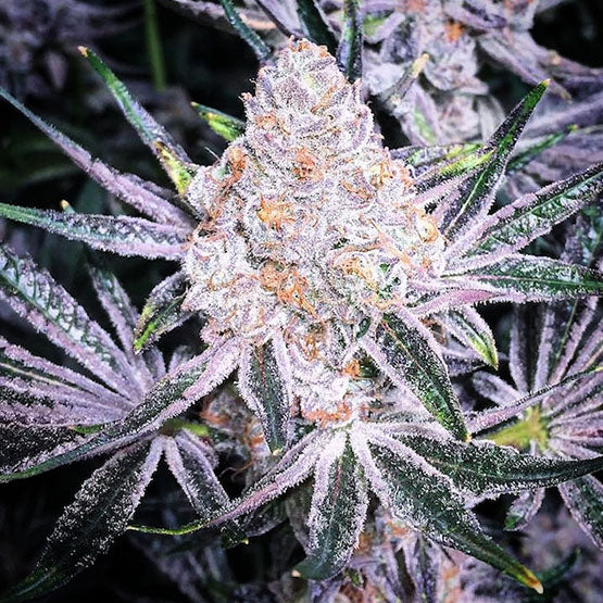 Purple Sunset RBX2