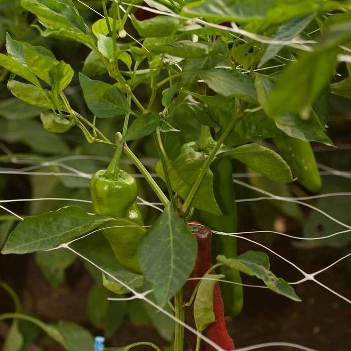 2m x 1000m Pea Netting – Homegro Depot