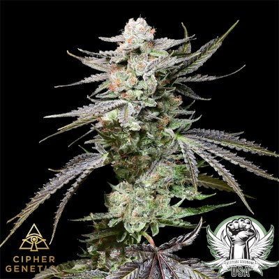 CLONES – Page 2 – Homegro Depot