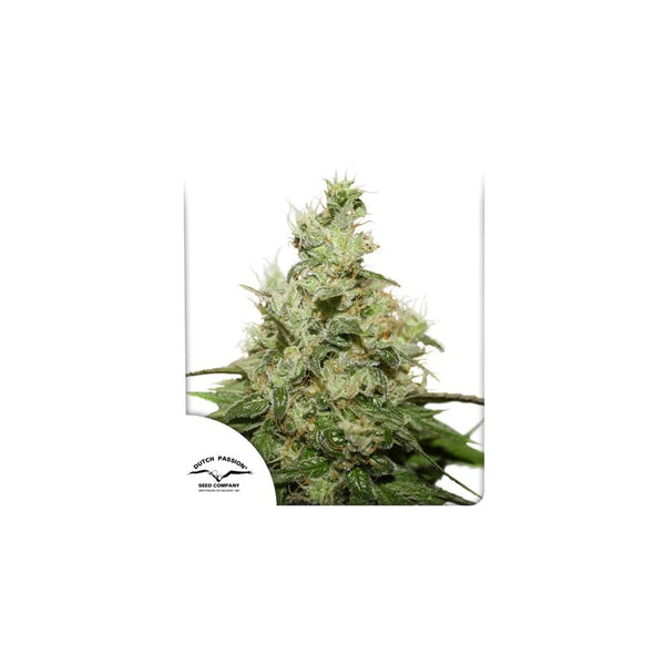 CBD Kush – Dutch Passion