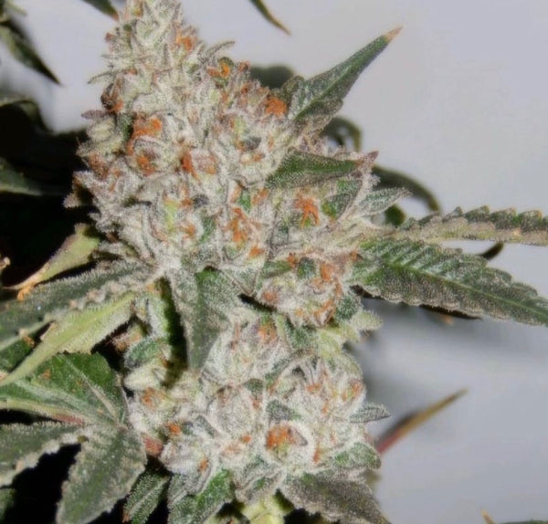 Banana Coffee – Skunkhouse / California Seed Bank