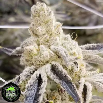 Masterpiece Clone – In House Genetics