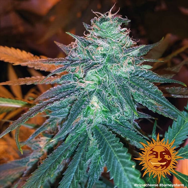 Triple Cheese - Barney’s Farm