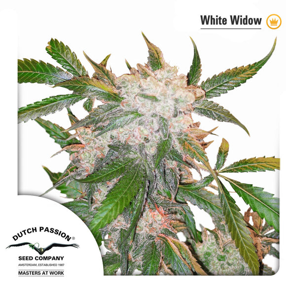 White Widow – Dutch Passion
