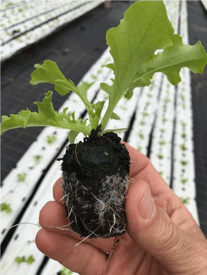 Jiffy 7C Pellet (40mmx90mm) - Homegro Depot