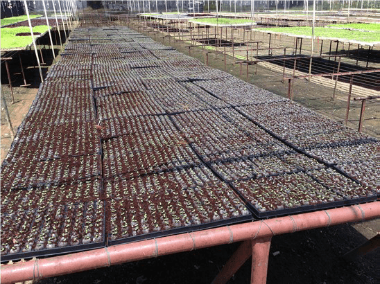 Jiffy 7C Pellets (40mmx45mm) - Homegro Depot