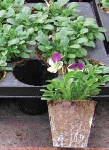 Jiffy Pot Round with holes (10cmx9cm) 840/crt - Homegro Depot