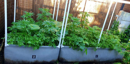 Raised Grow Beds - (With Trellis Extension) - Homegro Depot