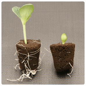 ROOT!T - First Feed - (125ml) - Homegro Depot