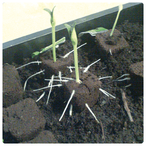 ROOT!T - First Feed - (125ml) - Homegro Depot