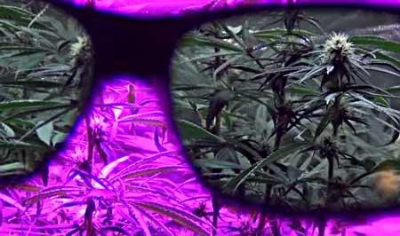 Standard Grow Glasses - Homegro Depot
